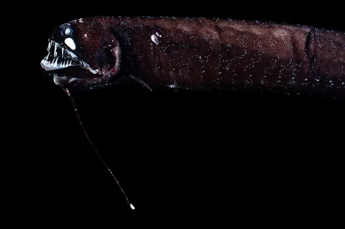 Framed Print : Barbeled dragonfish (Melanostomias tentaculatus) portrait, showing barbel and bioluminescence, Inhabiting depths of 30-950m Framed Print : Barbeled dragonfish (Melanostomias tentaculatus) portrait, showing barbel and bioluminescence, Inhabiting depths of 30-950m