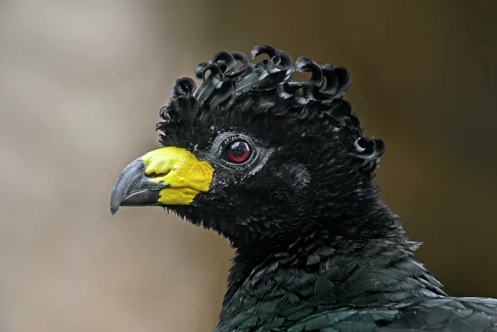 Framed Print : Bare-faced curassow (Crax fasciolata) male, head portrait, Captive, occurs in South America Framed Print : Bare-faced curassow (Crax fasciolata) male, head portrait, Captive, occurs in South America