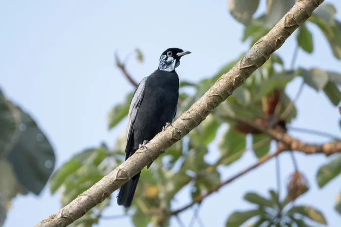 Framed Print : Bare-necked fruitcrow (Gymnoderus foetidus) perched in tree, Aguaisal, El Beni, Bolivia Framed Print : Bare-necked fruitcrow (Gymnoderus foetidus) perched in tree, Aguaisal, El Beni, Bolivia