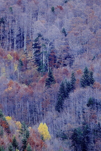 Bare trees and conifers in woodland, Ordesa y Monte Perdido National Park, Huesca, Spain, October