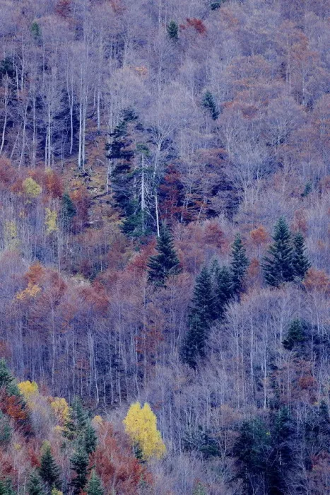Framed Print : Bare trees and conifers in woodland, Ordesa y Monte Perdido National Park, Huesca, Spain, October Framed Print : Bare trees and conifers in woodland, Ordesa y Monte Perdido National Park, Huesca, Spain, October