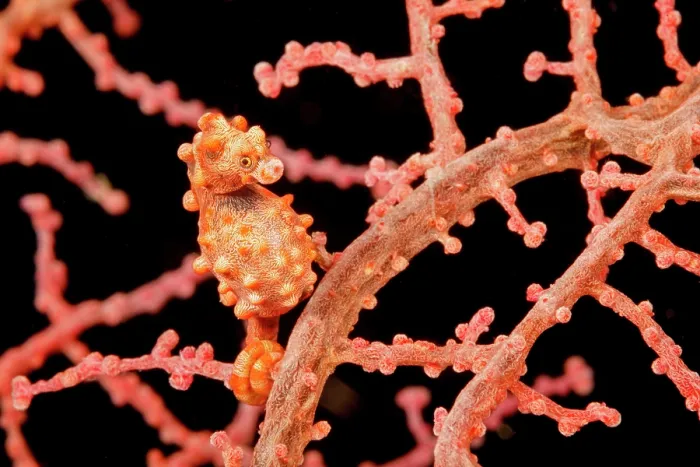 Framed Print : Bargibant's pygmy seahorse (Hippocampus bargibanti) camouflaged on a gorgonian sea fan (Muricella sp.), Philippines, Philippine Sea Framed Print : Bargibant's pygmy seahorse (Hippocampus bargibanti) camouflaged on a gorgonian sea fan (Muricella sp.), Philippines, Philippine Sea