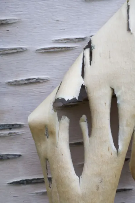 Framed Print : Bark peeling from Silver birch tree (Betula verrucosa) Sarek National Park, Laponia Framed Print : Bark peeling from Silver birch tree (Betula verrucosa) Sarek National Park, Laponia