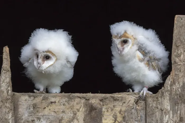 Framed Print : Barn owl chicks (Tyto alba) Cumbria, June. Captive Framed Print : Barn owl chicks (Tyto alba) Cumbria, June. Captive