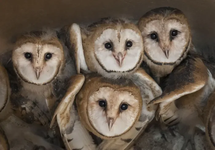 Framed Print : Barn owl (Tyto alba) four chicks in nest, La Pampa, Argentina Framed Print : Barn owl (Tyto alba) four chicks in nest, La Pampa, Argentina