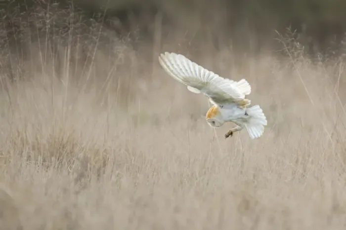 Framed Print : Barn Owl (Tyto alba) diving towards prey. Wales, UK, March. Sequence 2 of 2 Framed Print : Barn Owl (Tyto alba) diving towards prey. Wales, UK, March. Sequence 2 of 2