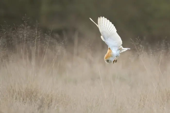 Framed Print : Barn Owl (Tyto alba) diving towards prey. Wales, UK, March. Sequence 1 of 2 Framed Print : Barn Owl (Tyto alba) diving towards prey. Wales, UK, March. Sequence 1 of 2