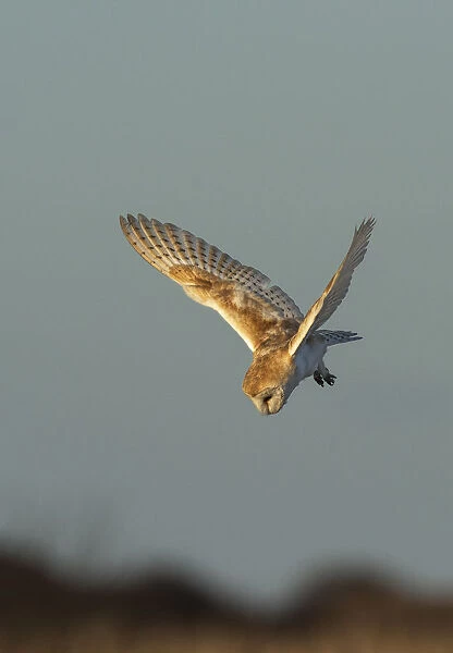 Barn owl (Tyto alba) in flight, hunting and about to dive into the edge of a reedbed
