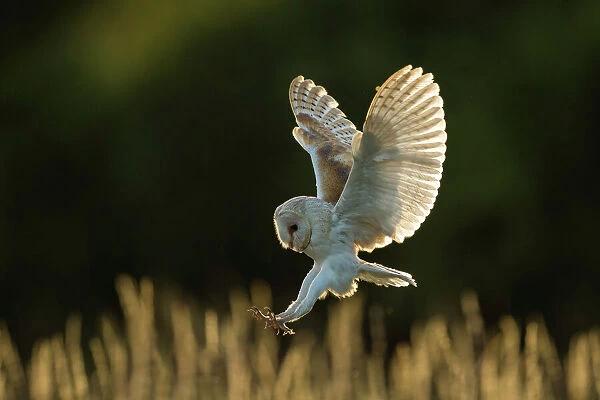 Barn owl (Tyto alba) in flight, hunting, Hampshire, England, UK ...