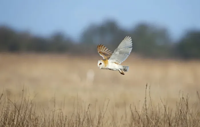 Framed Print : Barn Owl (Tyto alba) in flight over marshes, hunting, Norfolk, UK, February Framed Print : Barn Owl (Tyto alba) in flight over marshes, hunting, Norfolk, UK, February