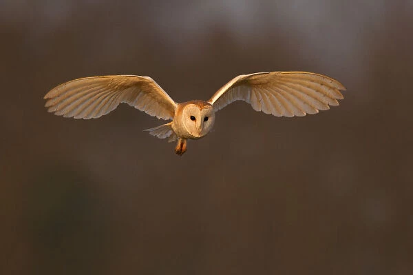 Barn Owl (Tyto alba) in flight in morning light. Wales, UK, March