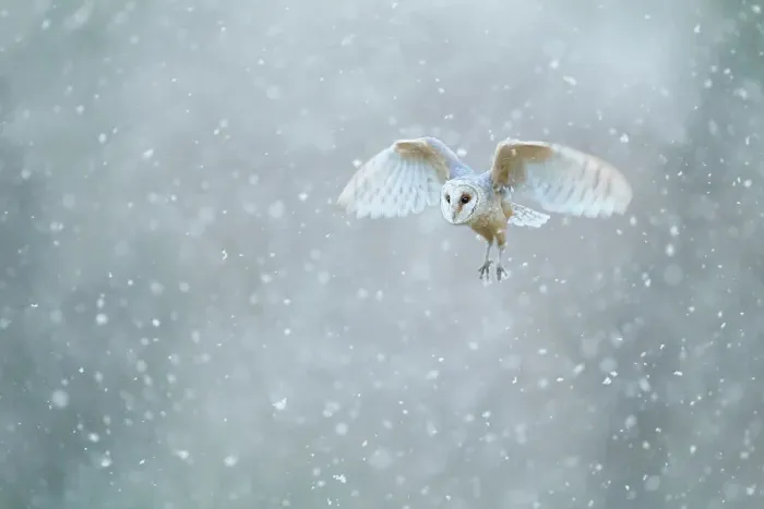 Framed Print : Barn owl (Tyto alba) flying through heavy snowfall, Derbyshire, February Framed Print : Barn owl (Tyto alba) flying through heavy snowfall, Derbyshire, February