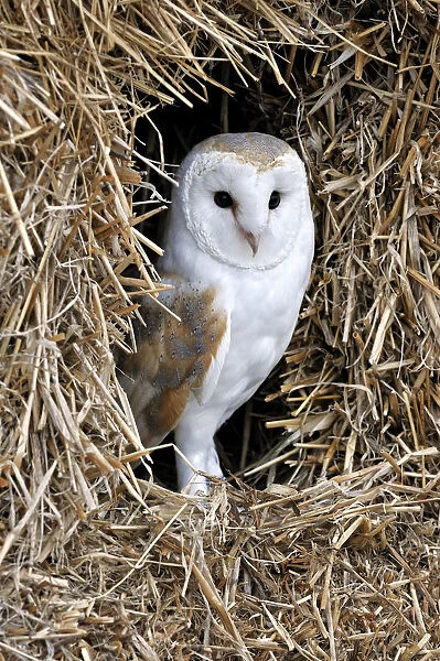 Barn owl (Tyto alba) in haystack  /  straw bale in barn, captive, England, UK