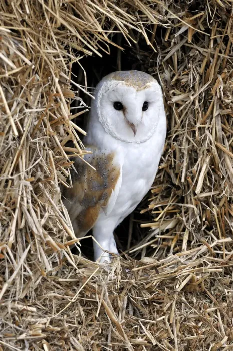Framed Print : Barn owl (Tyto alba) in haystack / straw bale in barn, captive, England, UK Framed Print : Barn owl (Tyto alba) in haystack / straw bale in barn, captive, England, UK