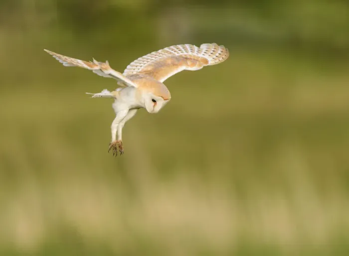 Framed Print : Barn owl (Tyto alba) hovering whilst hunting in flight. Suffolk, UK. June, Cropped Framed Print : Barn owl (Tyto alba) hovering whilst hunting in flight. Suffolk, UK. June, Cropped