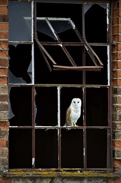 Barn Owl (Tyto alba) perched in broken window frame. Wales, UK, March