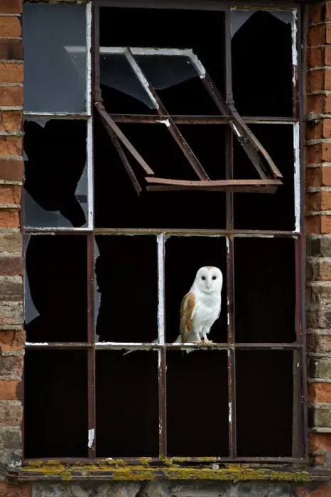 Framed Print : Barn Owl (Tyto alba) perched in broken window frame. Wales, UK, March Framed Print : Barn Owl (Tyto alba) perched in broken window frame. Wales, UK, March