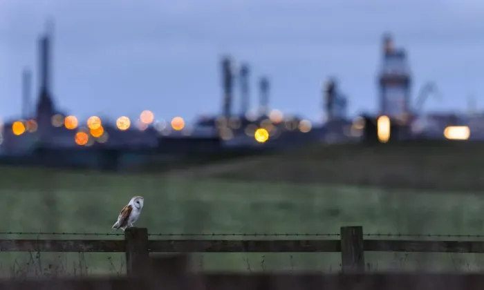 Framed Print : Barn owl (Tyto alba) perched on fence post at dusk, with industrial estates of Teeside Framed Print : Barn owl (Tyto alba) perched on fence post at dusk, with industrial estates of Teeside