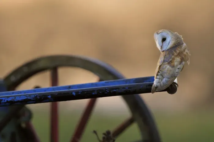 Framed Print : Barn Owl (Tyto alba) perched on old plough Framed Print : Barn Owl (Tyto alba) perched on old plough