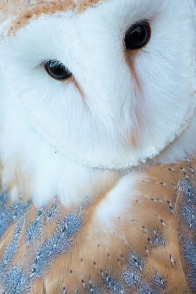 Barn owl (Tyto alba) portrait. Captive