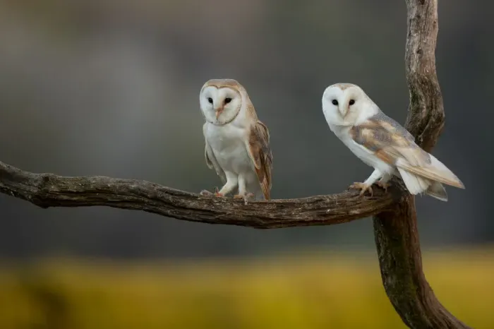 Framed Print : Barn owls (Tyto alba) perched on tree branch, late evening. Northamptonshire, UK, May Framed Print : Barn owls (Tyto alba) perched on tree branch, late evening. Northamptonshire, UK, May