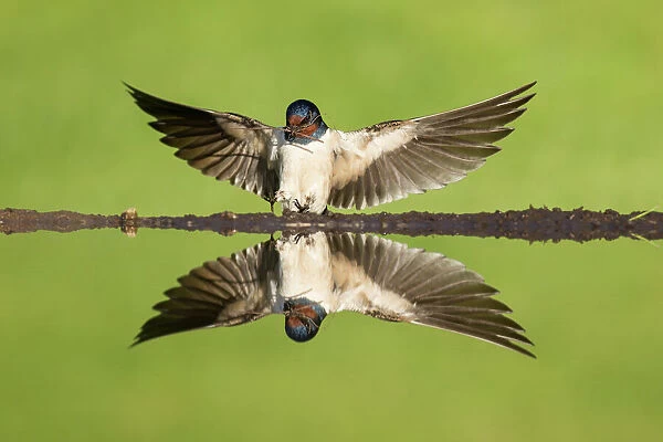 Barn swallow (Hirundo rustica) alighting at pond to collect mud for nest building