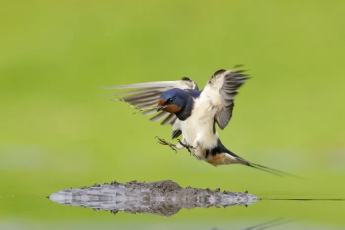 Framed Print : Barn swallow (Hirundo rustica) collecting mud for nest building, June, Scotland, UK Framed Print : Barn swallow (Hirundo rustica) collecting mud for nest building, June, Scotland, UK