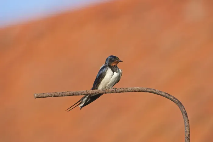 Framed Print : Barn swallow (Hirundo rustica) perched, Norfolk, UK, July Framed Print : Barn swallow (Hirundo rustica) perched, Norfolk, UK, July