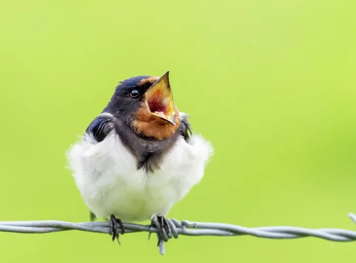 Framed Print : Barn swallow (Hirundo rustica) perched on wire, yawning, Druridge Nature Reserve, Northumberland, UK. May