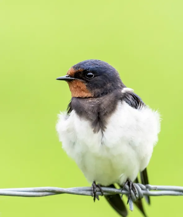 Framed Print : Barn swallow (Hirundo rustica) perched on wire, Druridge Nature Reserve, Northumberland, UK. May Framed Print : Barn swallow (Hirundo rustica) perched on wire, Druridge Nature Reserve, Northumberland, UK. May