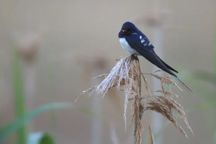 Framed Print : Barn swallow (Hirundo rustico) perching on reed, Bagerova Steppe, Kerch Peninsula Framed Print : Barn swallow (Hirundo rustico) perching on reed, Bagerova Steppe, Kerch Peninsula