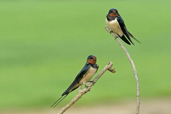 Two Barn swallows (Hirundo rustica), Hertfordshire, England, UK, May