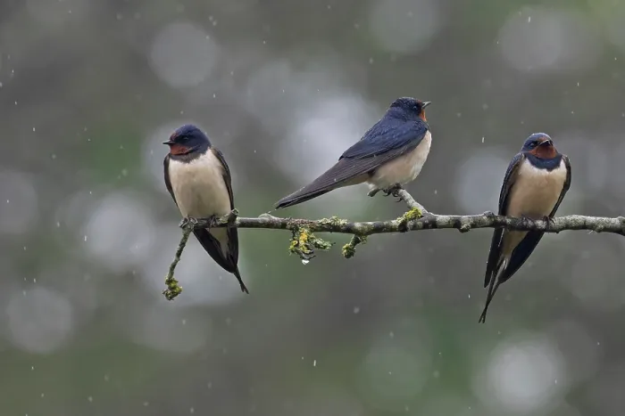 Framed Print : Three Barn swallows (Hirundo rustica) migrant flock resting during wet weather, Norfolk, England, UK. April
