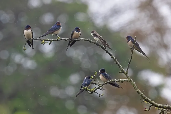 Framed Print : Barn swallows (Hirundo rustica) migrant flock resting during wet weather with a Sand martin (Riparia riparia), Norfolk, England, UK. April Framed Print : Barn swallows (Hirundo rustica) migrant flock resting during wet weather with a Sand martin (Riparia riparia), Norfolk, England, UK. April