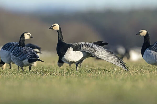 Barnacle geese (Branta leucopsis) feeding on grazing marshes, with one bird wing stretching
