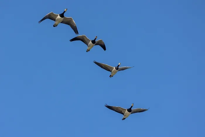 Framed Print : Four Barnacle geese (Branta leucopsis) in flight, Lauversmeer National Park, Friesland, Netherlands. October Framed Print : Four Barnacle geese (Branta leucopsis) in flight, Lauversmeer National Park, Friesland, Netherlands. October