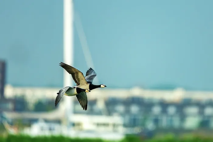 Framed Print : Two Barnacle geese (Branta leucopsis) in flight against the backdrop of the Nescio Bridge, a steel suspension bridge for cyclists and pedestrians, IJburg Framed Print : Two Barnacle geese (Branta leucopsis) in flight against the backdrop of the Nescio Bridge, a steel suspension bridge for cyclists and pedestrians, IJburg