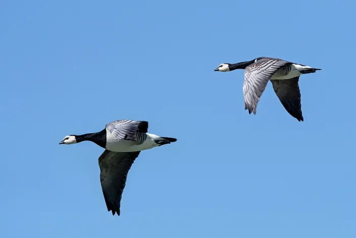Framed Print : Two Barnacle geese (Branta leucopsis) in flight against blue sky, Zeeland, Netherlands. May Framed Print : Two Barnacle geese (Branta leucopsis) in flight against blue sky, Zeeland, Netherlands. May