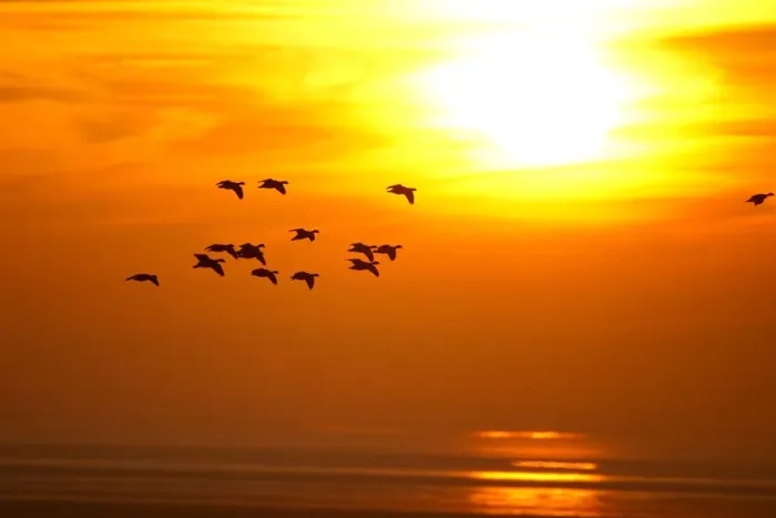 Framed Print : Barnacle Geese (Branta leucopsis) in flight at sunset, Caerlaverock WWT, Scotland Framed Print : Barnacle Geese (Branta leucopsis) in flight at sunset, Caerlaverock WWT, Scotland
