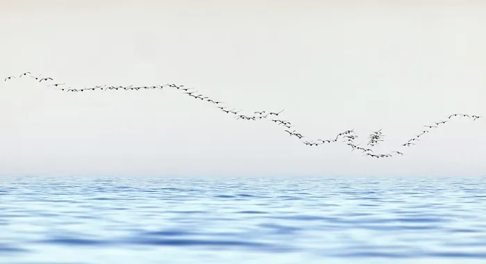 Framed Print : Barnacle geese (Branta leucopsis) flock flying over Gulf of Finland, Helsinki, Finland Framed Print : Barnacle geese (Branta leucopsis) flock flying over Gulf of Finland, Helsinki, Finland