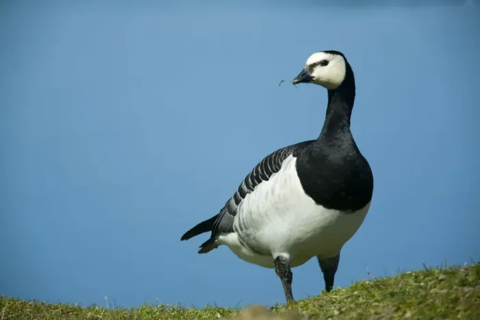 Framed Print : Barnacle goose (Branta leucopsis) with grass in beak, Nabu center, Katinger Watt Framed Print : Barnacle goose (Branta leucopsis) with grass in beak, Nabu center, Katinger Watt