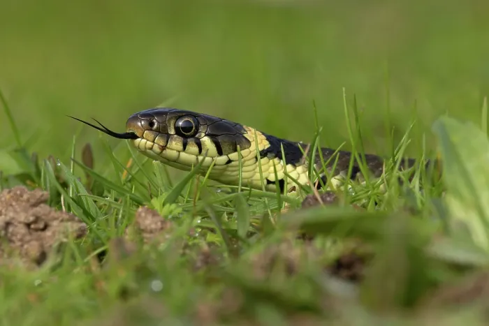 Framed Print : Barred grass snake (Natrix helvetica) juvenile, with tongue out, head portrait, Norfolk, England, UK. April Framed Print : Barred grass snake (Natrix helvetica) juvenile, with tongue out, head portrait, Norfolk, England, UK. April