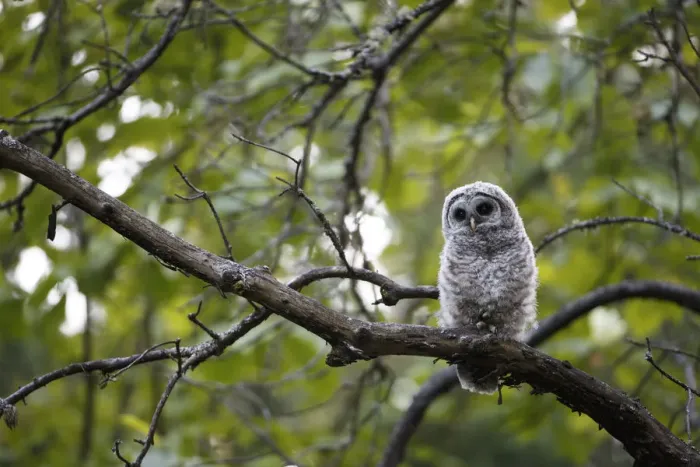 Framed Print : Barred Owl (Strix varia) fledgling resting in tree, King County, Washington, USA May Framed Print : Barred Owl (Strix varia) fledgling resting in tree, King County, Washington, USA May