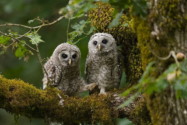 Barred Owl (Strix varia) fledglings. Washington County, Oregon, USA. June
