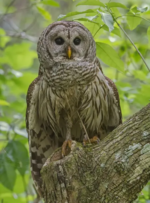 Framed Print : Barred Owl (Strix varia) perched, Corkscrew Swamp Audubon Sanctuary, Florida, USA, March Framed Print : Barred Owl (Strix varia) perched, Corkscrew Swamp Audubon Sanctuary, Florida, USA, March