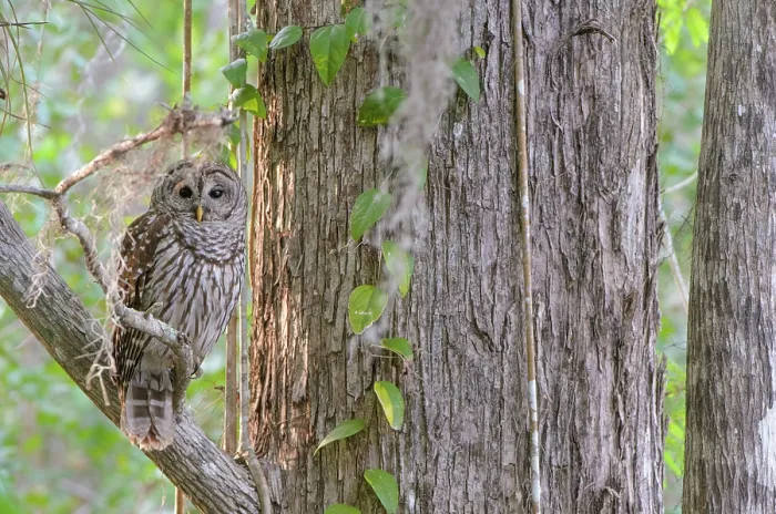 Framed Print : Barred owl (Strix varia) perched on branch, Corkscrew Swamp Audubon Sanctuary, Florida, USA. March Framed Print : Barred owl (Strix varia) perched on branch, Corkscrew Swamp Audubon Sanctuary, Florida, USA. March