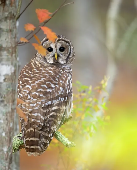 Framed Print : Barred owl (Strix varia) perched in tree in autumn, Acadia National Park, Maine, USA. October Framed Print : Barred owl (Strix varia) perched in tree in autumn, Acadia National Park, Maine, USA. October