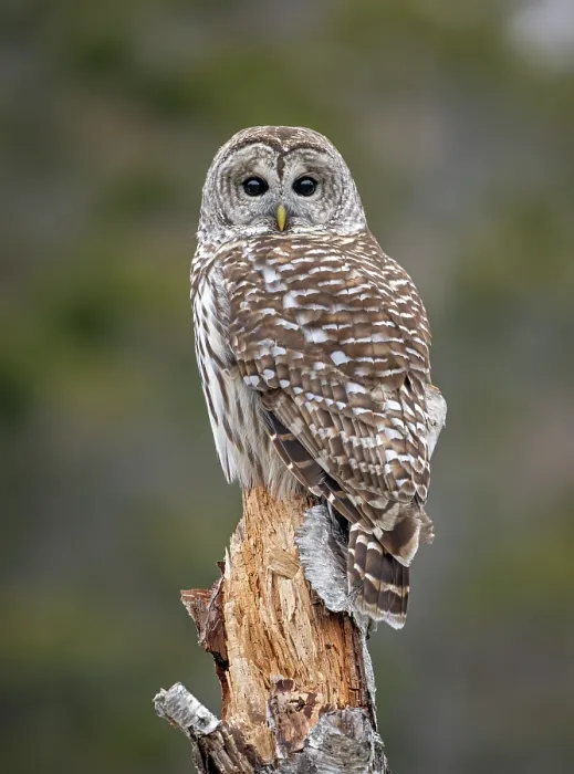 Framed Print : Barred owl (Strix varia) perched on tree stump, Acadia National Park, Maine, USA. February Framed Print : Barred owl (Strix varia) perched on tree stump, Acadia National Park, Maine, USA. February