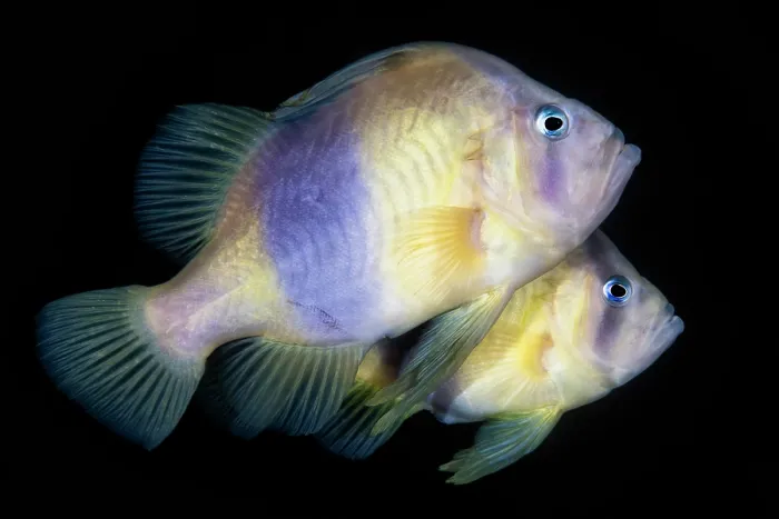 Framed Print : Barred soapfish (Diploprion bifasciatum) pair, moments before spawning. Male is in foreground. Kagoshima Prefecture, Japan, Pacific Ocean Framed Print : Barred soapfish (Diploprion bifasciatum) pair, moments before spawning. Male is in foreground. Kagoshima Prefecture, Japan, Pacific Ocean