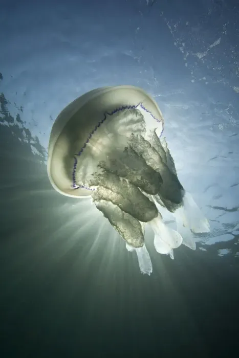 Framed Print : Barrel Jellyfish (Rhizostoma pulmo) against crepuscular light rays. Sark, British Channel Islands Framed Print : Barrel Jellyfish (Rhizostoma pulmo) against crepuscular light rays. Sark, British Channel Islands